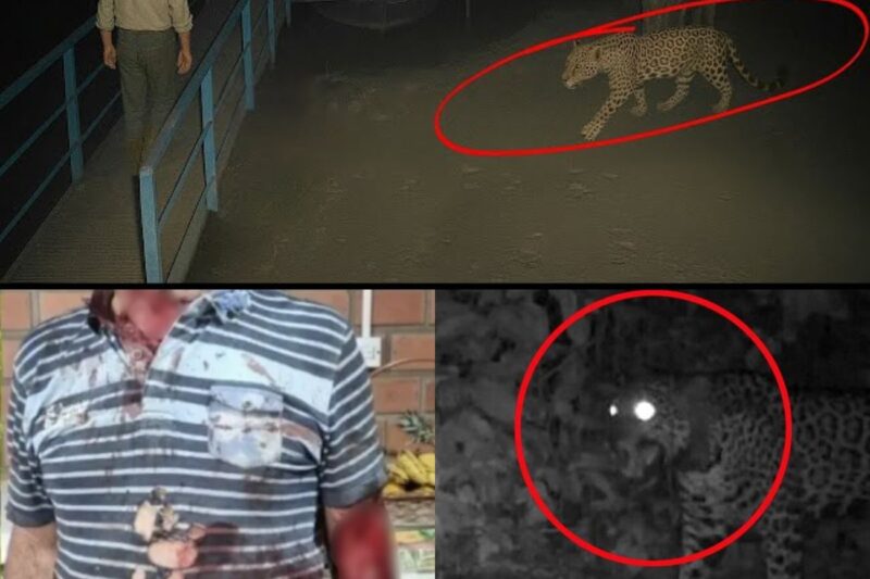 É assustador descobrir como uma piada de mau gosto pode se tornar a pior profecía mortal. A frase “Vai comer o Jorge!” me persegue após ver a tragédia no rancho. Ninguém imaginou que a onça-pintada de 94 kg atacaria brutalmente o cuidador, deixando um rastro de sangue. Uma lição devastadora sobre brincar com a morte.